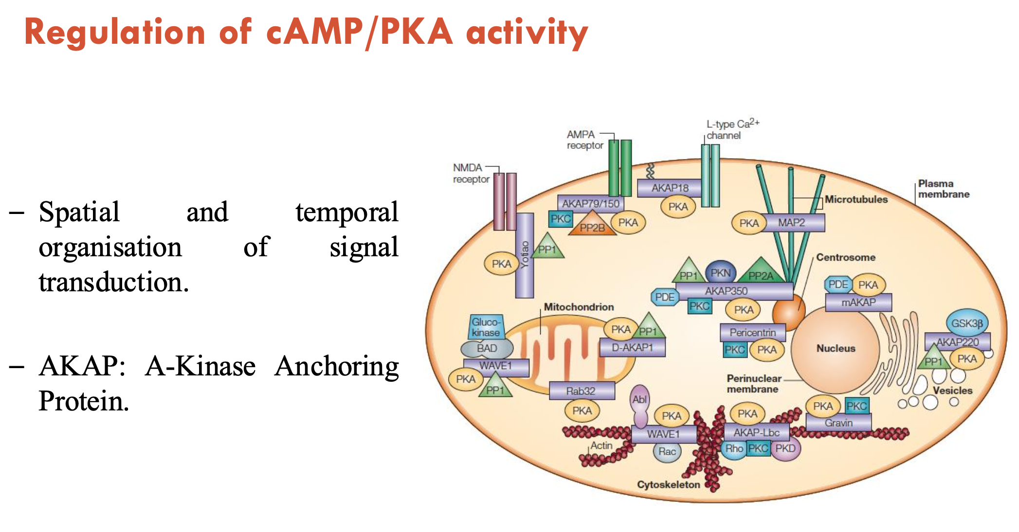 <ul><li><p><strong>Anchoring: </strong>AKAP (A-kinase anchoring protein)<strong> </strong>achieves spatial and temporal organisation of signal transduction by localising PKA</p></li></ul><ul><li><p><strong>Phosphodiesterase (PDEs): </strong>AKAPs bring PKA and PDEs together → PDEs are termination signals</p><ul><li><p>there are 100 distinct PDE enzymes</p></li><li><p>PDE inhibitors are often used as therapeutic targets</p></li></ul></li></ul><p></p>