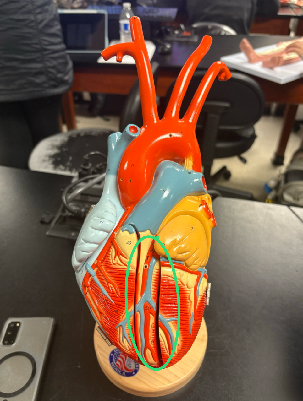 <p>runs between the ventricles anteriorly </p>