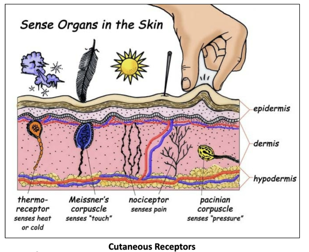 <p>the <strong>Cutaneous Sensory Receptors</strong>, responsible for detecting temperature, touch, pressure, and vibrations. </p>
