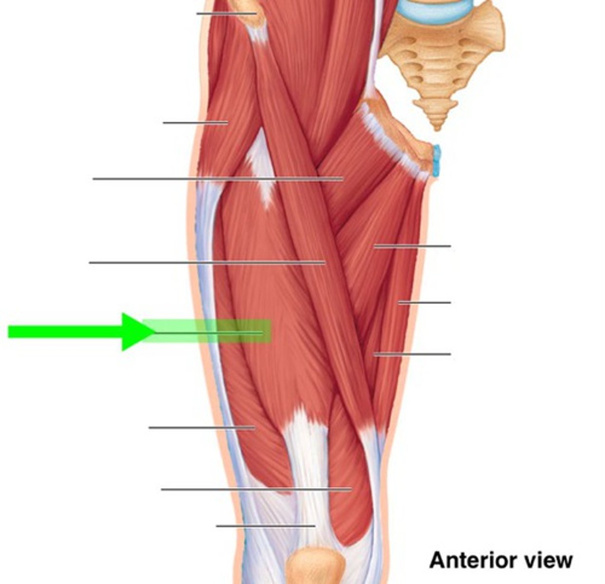 <p>What muscle is this?</p>