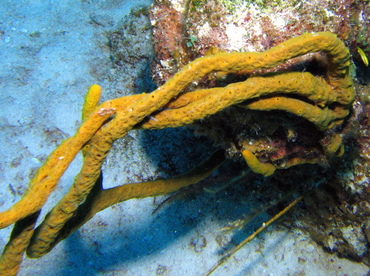 <p>Rope sponge</p>