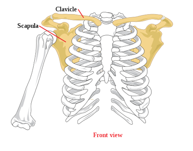 <ul><li><p>connects upper limb to the axial skeleton </p></li><li><p>suspends the upper limb away from the chest wall</p></li><li><p>enables a great range of movement </p></li></ul><p></p>