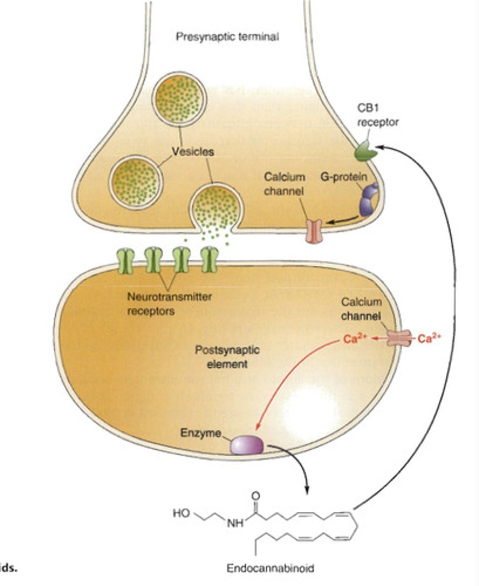 <p>Cannabis acts as an agonist on CB1 receptors.</p><p>CB1 receptors are Gi/go coupled.</p><p>If THC (the active ingredient in cannabis) activates the CB1 receptor, then it has an inhibitory effect.</p><p>CB1 receptors are on the cell body and nerve terminal.</p><p>The mechanism of action of THC is disinhibition - just like opioids.</p><p>CB1 receptors inhibit a neuron when activated. Therefore, there is less inhibitory input from GABAergic neurones.</p><p>Therefore, more APs are fired from the VGT to the nucleus accumbens resulting in more dopamine release.</p><p>The CB1 receptor is Gi/go coupled.</p><p>The beta and gamma sub-unit cause:</p><p>- opening of K+ channels</p><p>- inhibition of Ca2+ channels. Hyperpolarisation of neuron as a result from K+ channel opening and inhibition of neurotransmitter release from Ca2+ channel closing.</p>