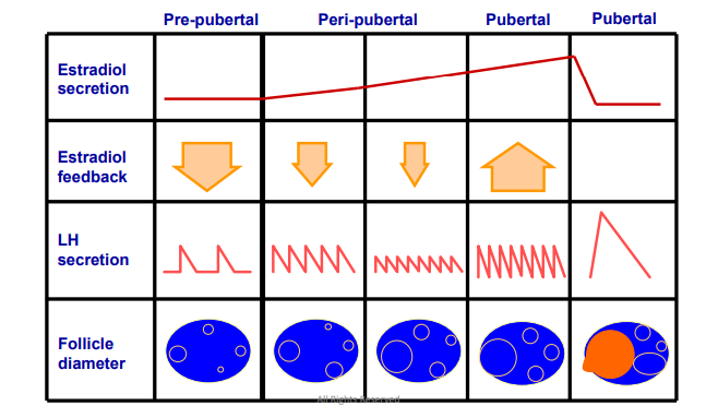 <p>Endocrine and Ovarain Changes with Puberty (look at notes) </p>