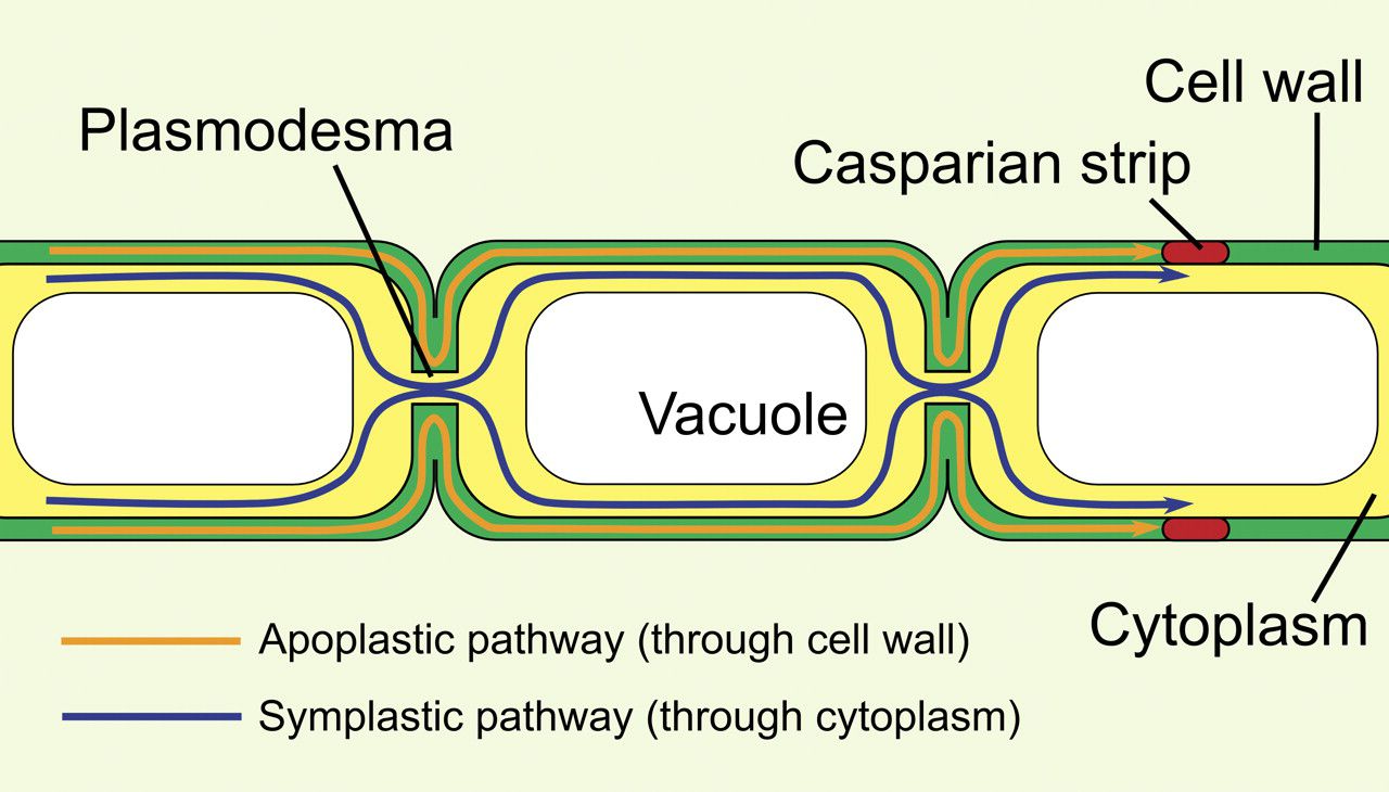 Plasmodesmata