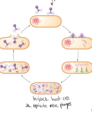 <p>to determine the titer (PFU/mL) of the original phage stock solution</p>
