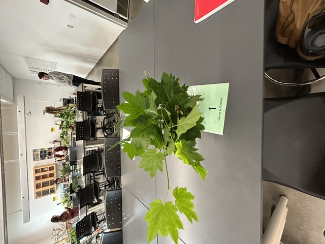 <p>Acer circinatum</p>