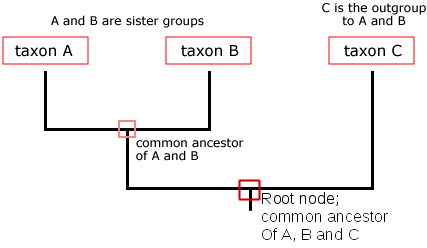 <p>share an immediate common ancestors(each other&apos;s closest relative)</p>