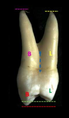 <p>1/2</p>