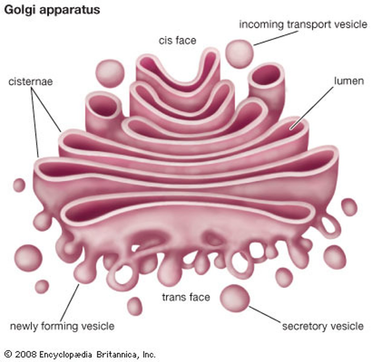 <p>Packages and sends proteins; Assists in the transport, but is not the actual transport network</p>