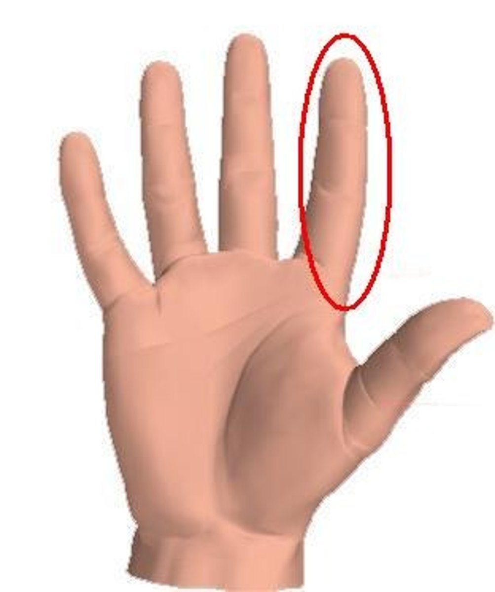 <p>index finger / forefinger</p>