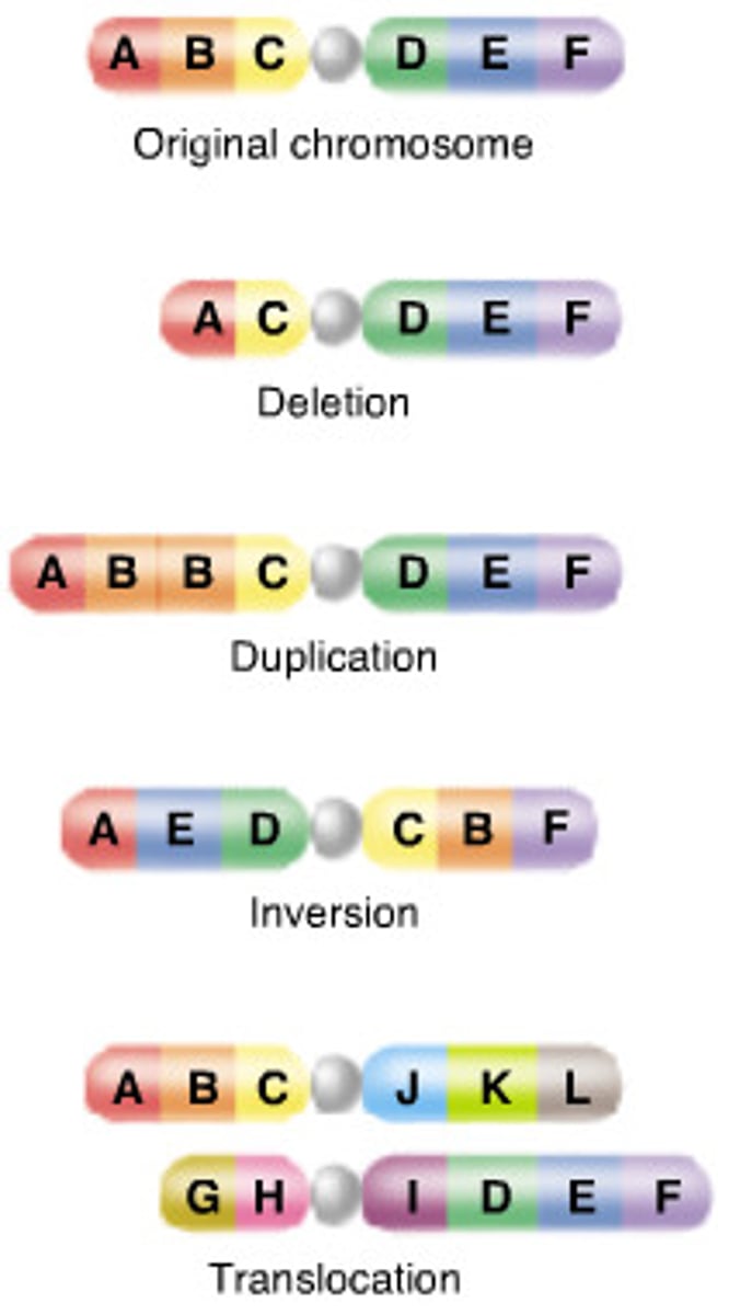 <p>Substitution, deletion, insertions affecting genetic code.</p>