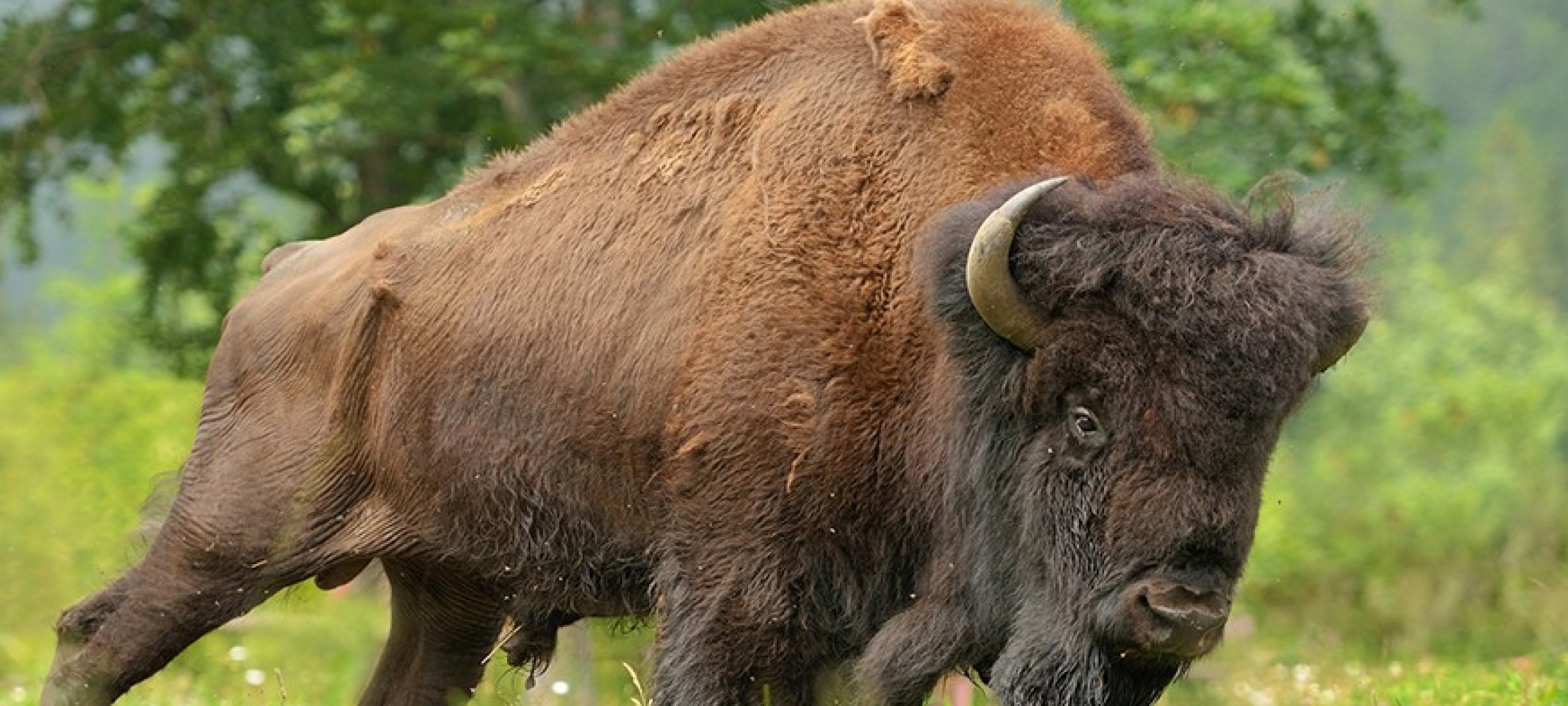 <p>der Bison, -s</p>