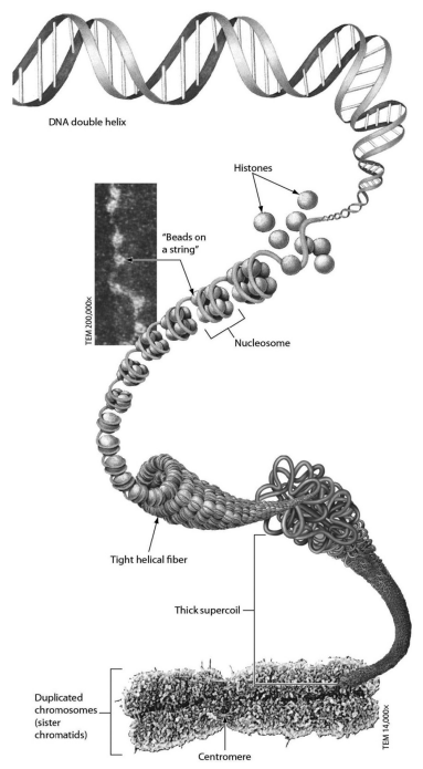 <p>examine the figure below. nucleosomes are made of:</p>