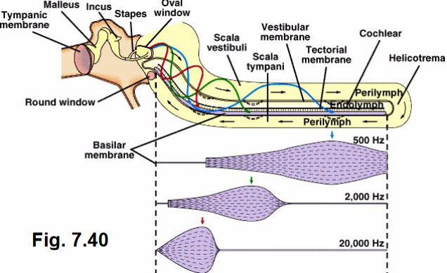 <p>Cochlea (Inner Ear) Structures</p>