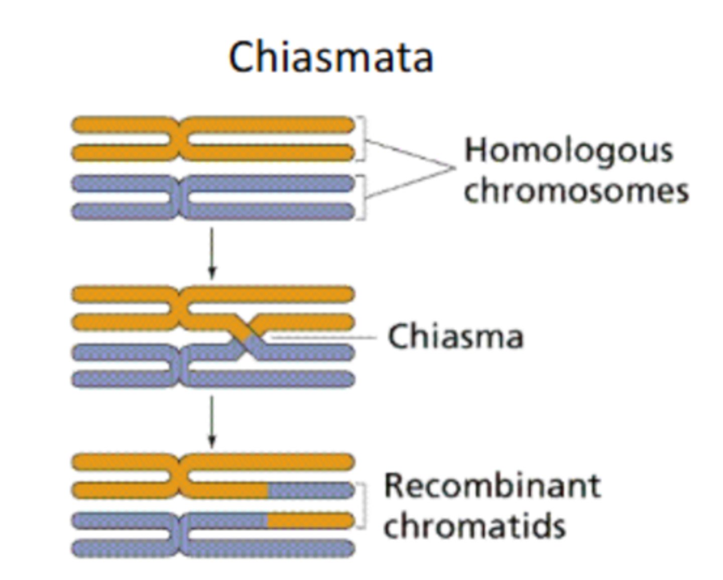 <p>places where the crossing over of chromosomes took place</p>