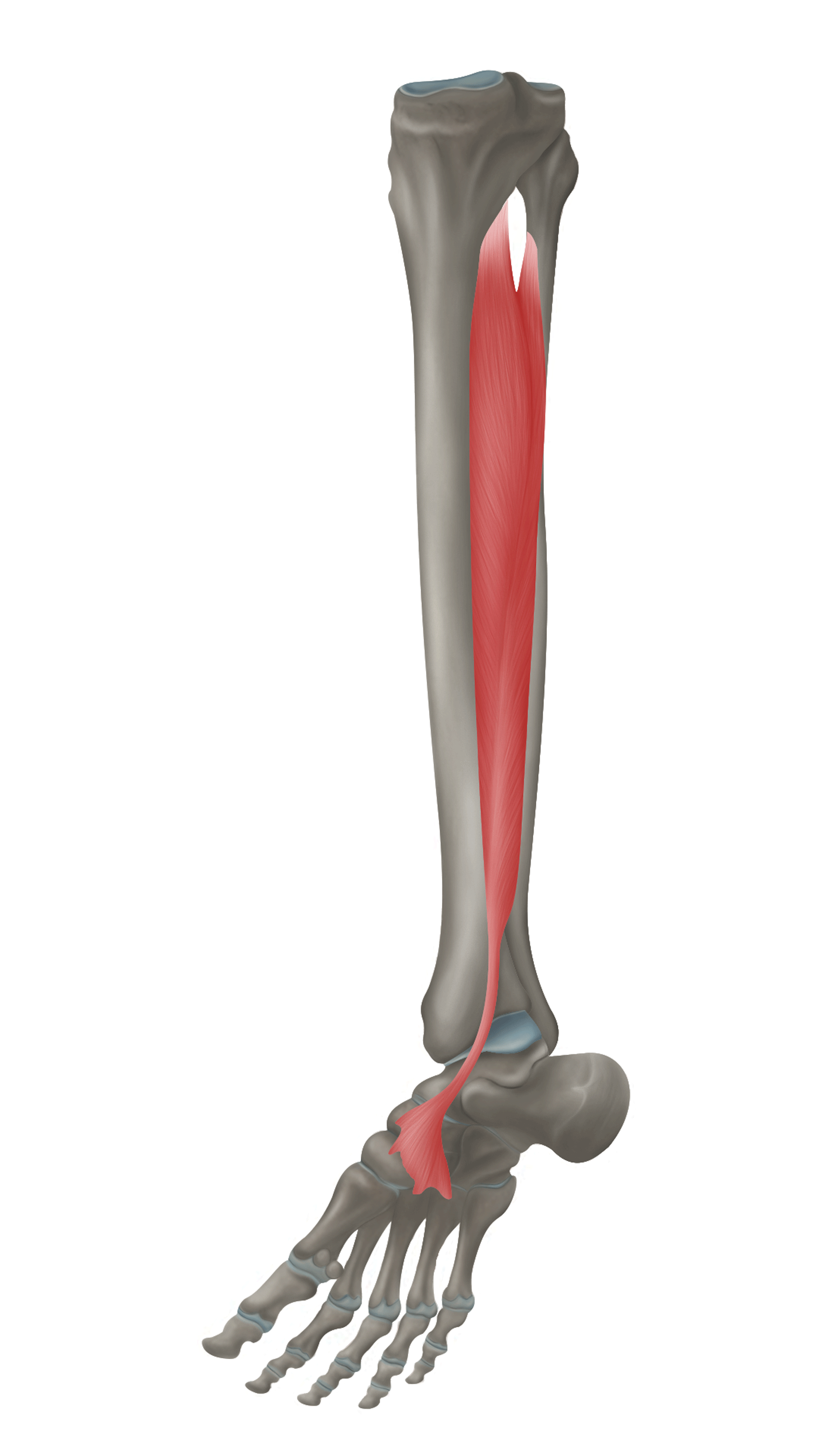 <p>m. tibialis posterior - FUNKCE</p>
