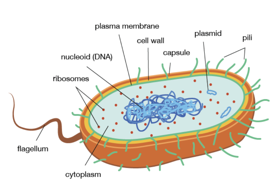 <ol><li><p><span style="background-color: transparent; font-family: &quot;Proxima Nova&quot;, sans-serif;">plasma membrane,</span></p></li><li><p><span style="background-color: transparent; font-family: &quot;Proxima Nova&quot;, sans-serif;">cytosol/cytoplasm,</span></p></li><li><p><span style="background-color: transparent; font-family: &quot;Proxima Nova&quot;, sans-serif;">genetic material (chromosomes),&nbsp;</span></p></li><li><p><span style="background-color: transparent; font-family: &quot;Proxima Nova&quot;, sans-serif;">and ribosomes.</span></p></li></ol><p></p>
