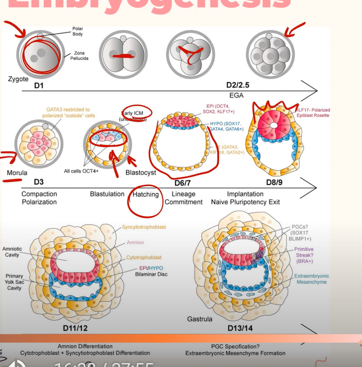 <p>The zygote (sperm and egg cell fused together) continuously divides through mitosis to become the fetus.<br><br>Once the zygote has divided to have about 100 cells, it is now known as the <strong>Morula</strong>, a solid ball of cells; <br><br>When these cells migrate to the outer edge, they create a hollow ball of cells known as the <strong>Blastula</strong>.<br><br>Inside the Blastula is the inner cell mass, which are stem cells that go on to form the fetus.</p>