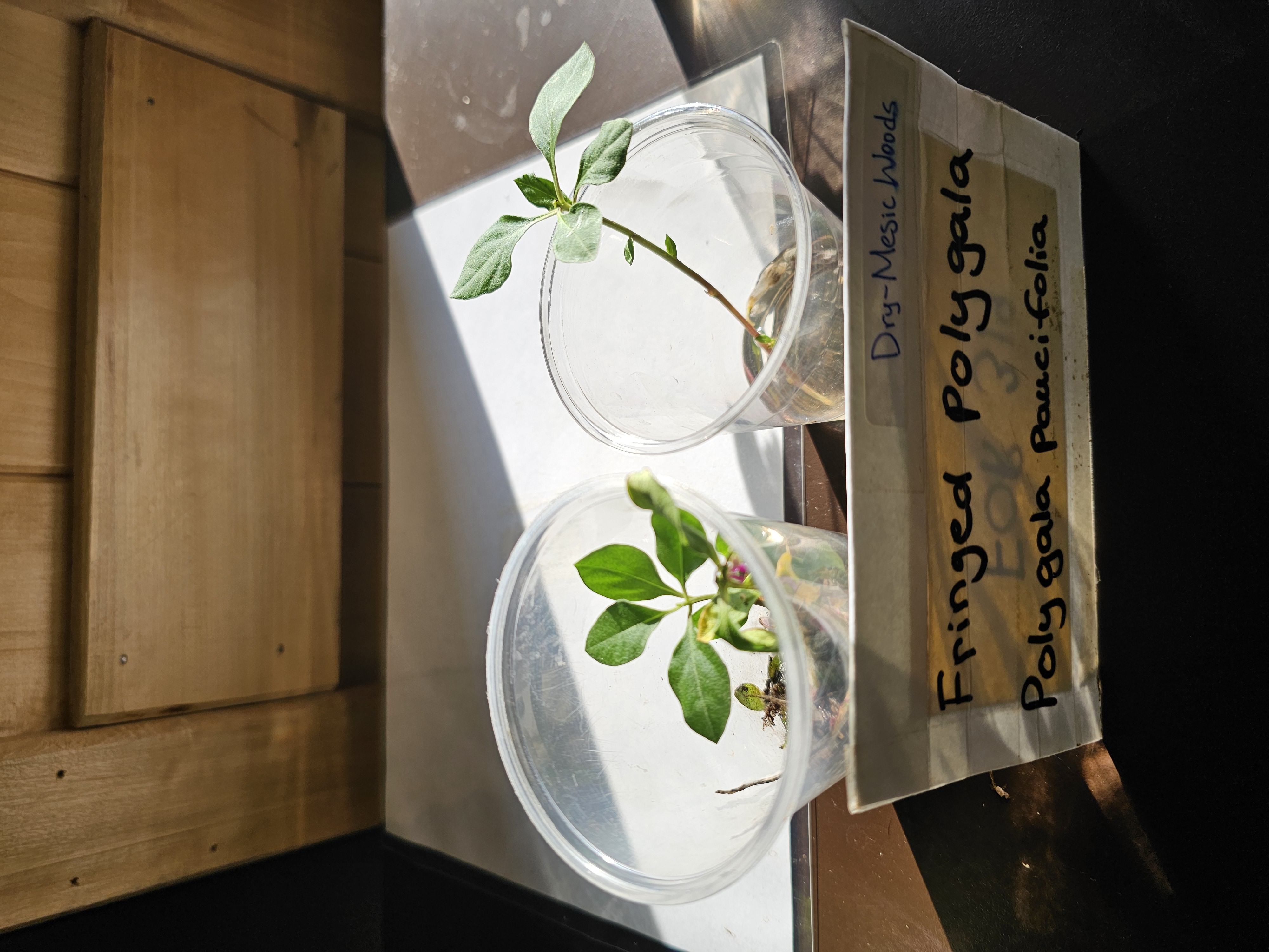 <p><em>Polygala paucifolia</em></p>