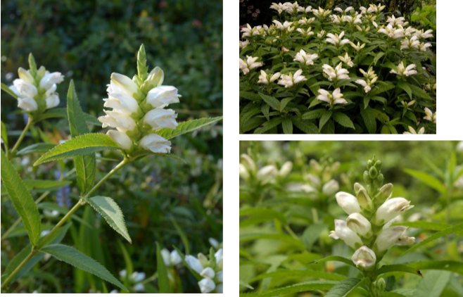 -thinner leaves with smaller tooths