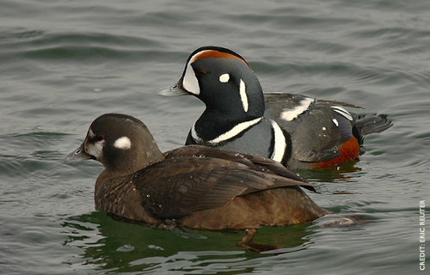 <ul><li><p><span style="background-color: transparent;">only NA duck that make habitat in fast-flowing streams; carnivore</span></p></li></ul><p></p>