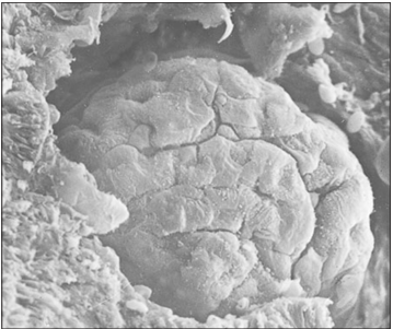 <p>Identify the structure:</p><p>Specie:</p><p>Stain used:</p>