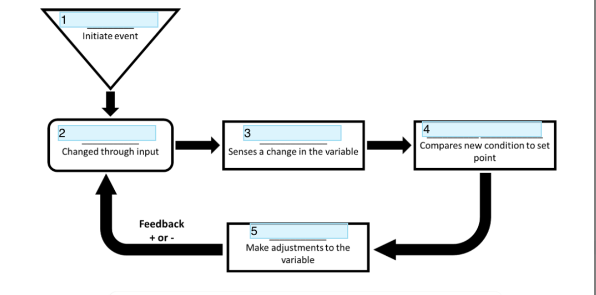 <p>Component 3 of feedback system</p>