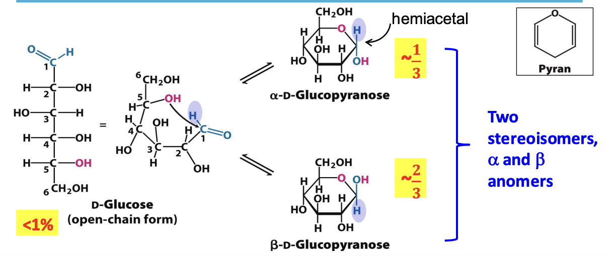 <p>Formed by a rx between <span style="color: #24adb6">aldehyde @ C1</span> and <span style="color: #e937c1">OH @ C5</span> which creates a new pair of diastereomers w/ a new chiral center at the anomeric carbon </p><p>✦ α form has OH @ C1 on opposite of C6 (∼33%)</p><p>✦ 𝛽 form has OH @ C1 on the same side as C6 (∼66%)</p><p>✧ <strong>mutarotation</strong>: interconversion of 𝛼 and 𝛽 anomers</p>