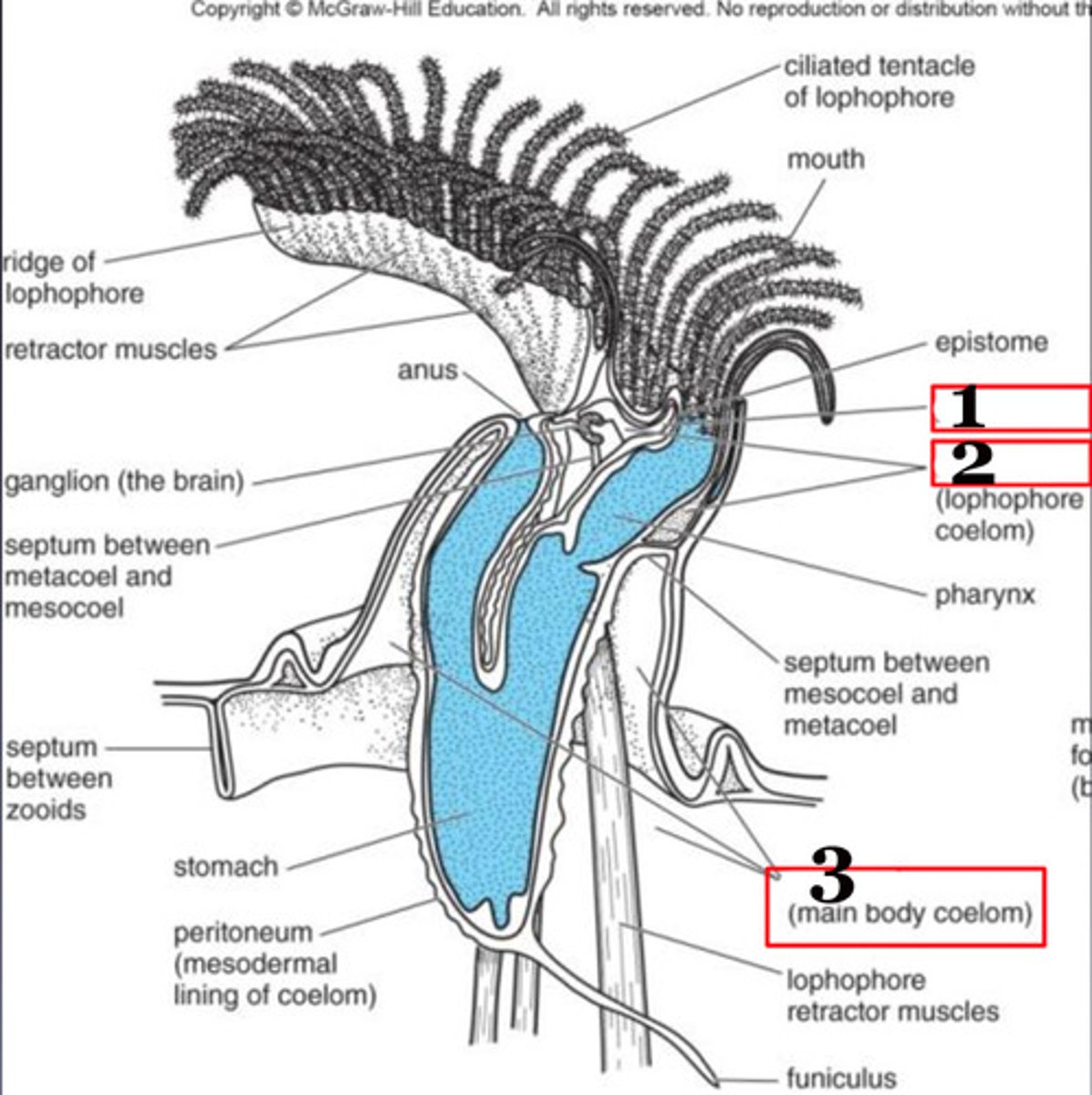 <p>- The anterior coelomic compartment of many deuterostomate or lophophorate animals</p><p>- The proboscis</p><p>- Forms the protosome</p>