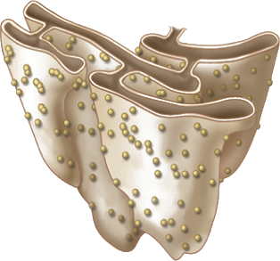 knowt flashcard image