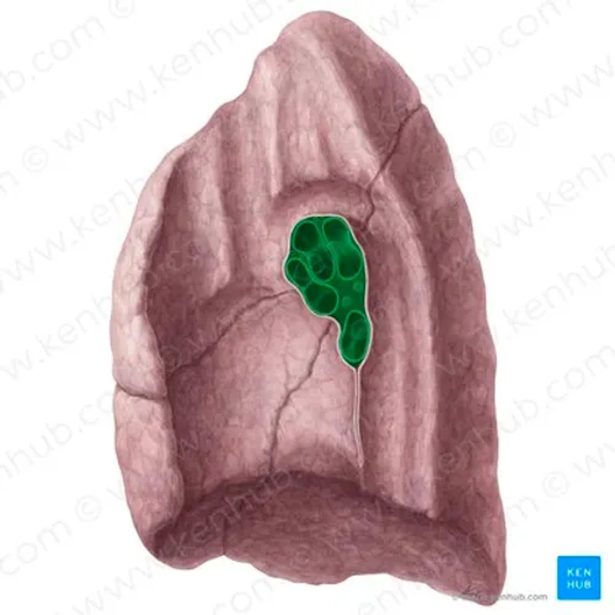 <p>all the blood vessels of the lung, TA will circle probe around </p><ul><li><p>region</p></li></ul><p></p>