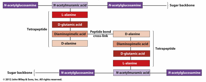 <p>Bevat:</p><ul><li><p>N-acetylglucosamine (NAG) en N-acetylmuraminezuur (NAM)</p></li><li><p>Cross linked door tetrapeptiden, met 3de AZ: lysine voor meeste grampos bact, diaminopimelinezuur (DAP) voor meeste gramneg bact</p></li></ul><p>Disacharide-ruggengraat: identiek voor alle bact</p><p>Tetrapeptide: L-Alanine →D-glutamic acid →L-lysine/ DAP →D-Alanine</p>