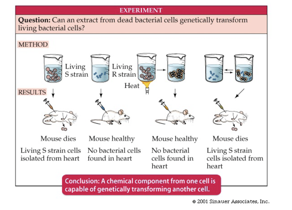 <ul><li><p>interested in developing a vaccine for pneumonia with mice</p></li><li><p>injected mice with live or heat killed pneumonia bugs</p></li><li><p>either smooth (S) strain or rough (R) strain</p></li><li><p>S would kill injected mice, R would not</p></li><li><p>mice injected with dead S and live R would die because R transformed into S</p></li></ul>