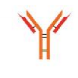 <p>most prominnt in the immune system</p><p>shape: monomeric (Y-shaped)</p><p></p>
