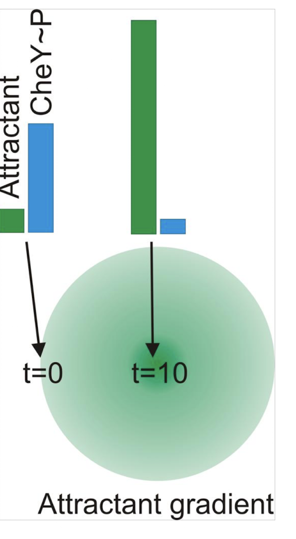 <p><strong>As the cell moves into the attractant, CheA-P decreases</strong> →<strong> smooth swimming continues → bacteria would “swim straight through” the attractant without stopping.</strong></p>