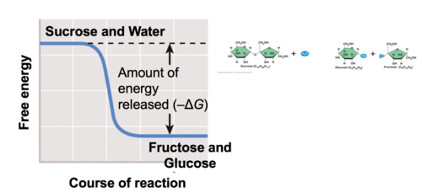 <p>exergonic reactions</p>