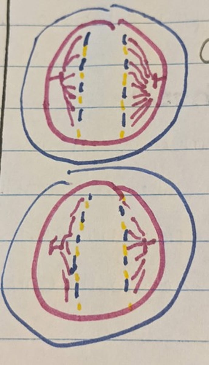 <p>Sister Chromatids are separated and drawn to opposite ends of the spindle fibers</p>
