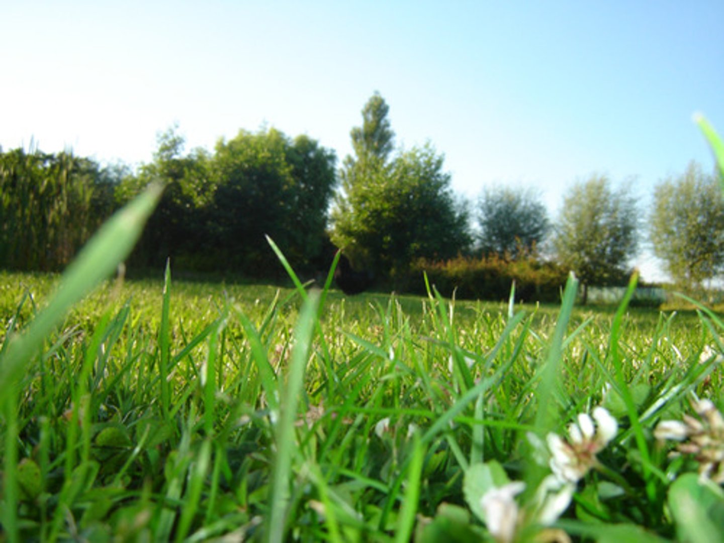 <p>La nature</p>