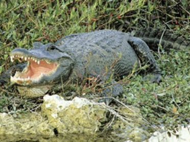 <p>What is this?</p>