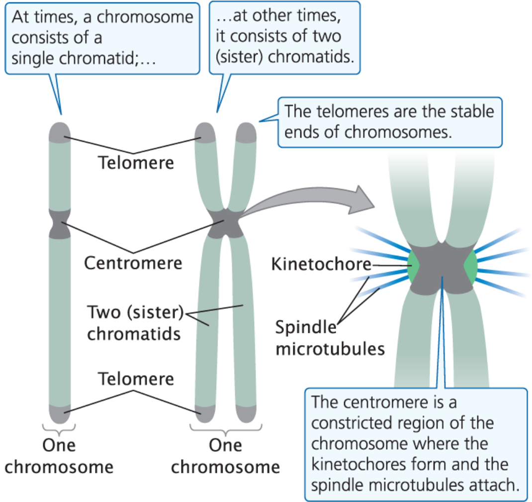<p>A constricted region of the chromosome that serves as the attachment point for spindle microtubules to move chromosomes during cell division</p><ul><li><p>Where the kinetochore complex assembles</p></li></ul><p></p>