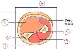 <p>Label this diagram of the muscle compartments in the forearm.</p>