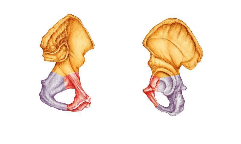 <p>Is the indicated bone from the right or left side of the body?</p>