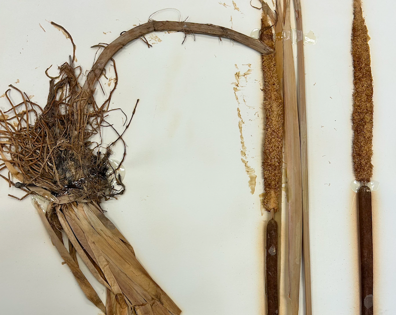 <p>Poales</p><p><span style="background-color: transparent;"><span>Typhaceae</span></span></p><p><span style="background-color: transparent;"><em><span>Typha latifolia</span></em></span></p><p><span style="background-color: transparent;"><span>female in fruit and male dehisced</span></span></p>