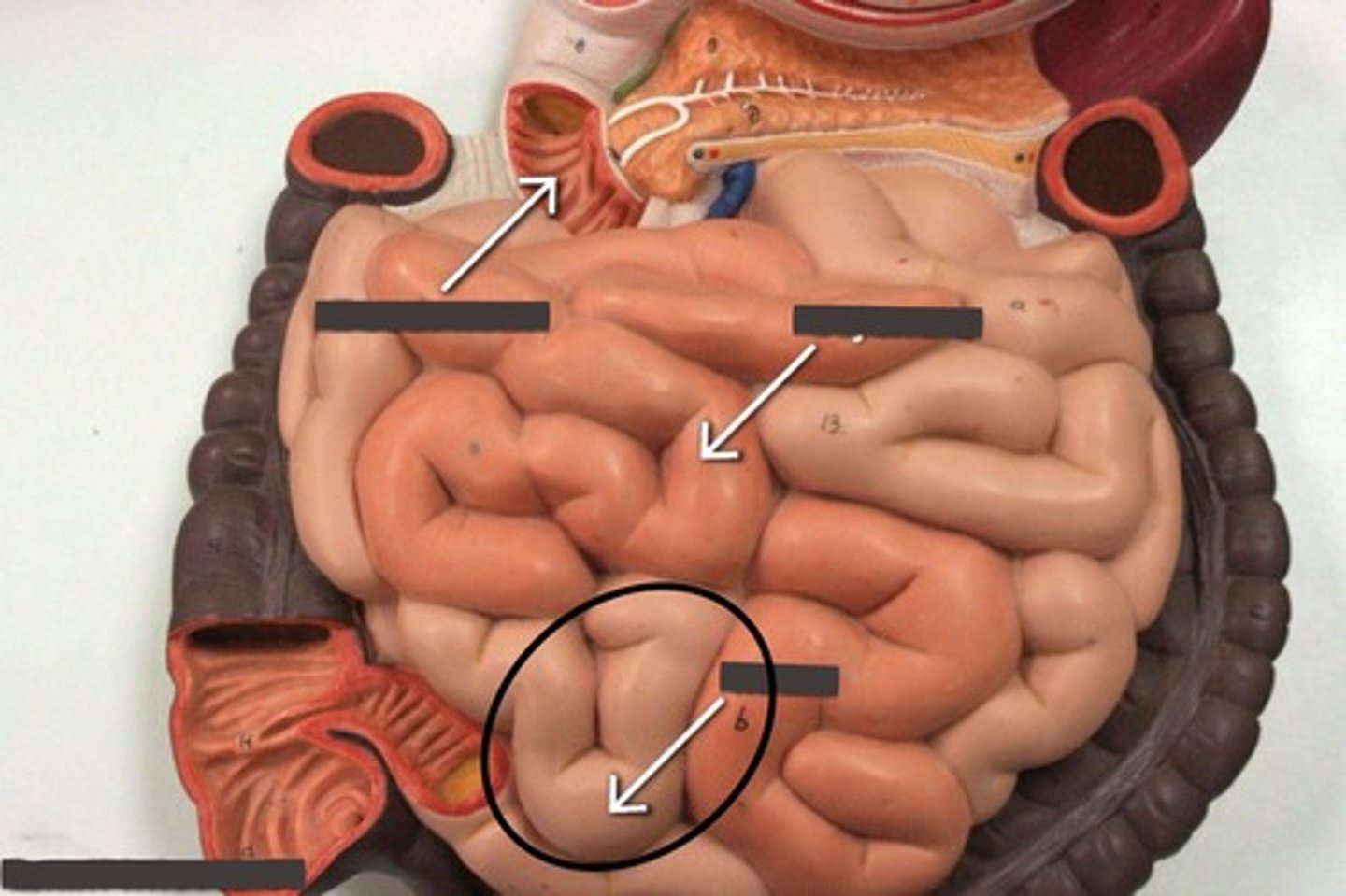 <p>Lighter end of small intestine</p>