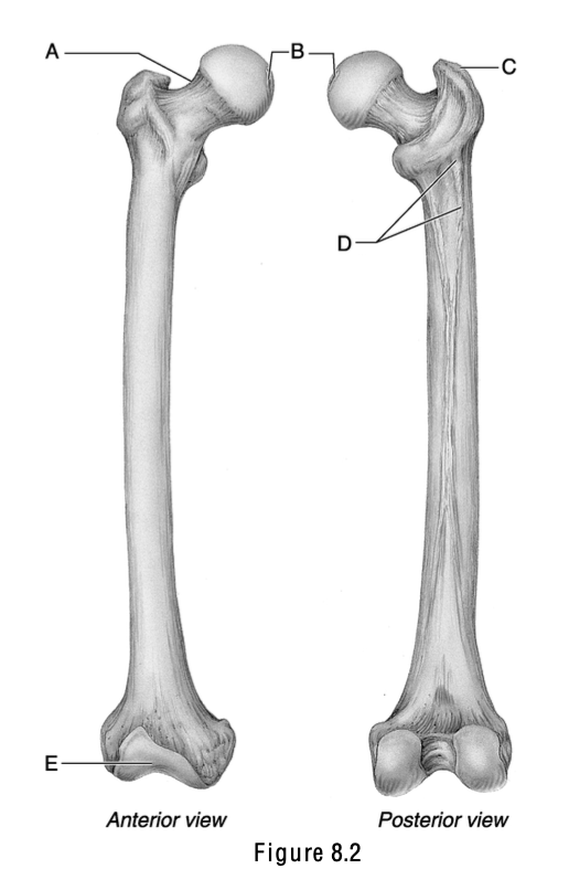 <p>This is the greater trochanter.</p>