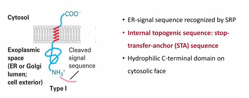 <ul><li><p>Same N-terminal signal sequence in soluble ER proteins</p></li><li><p>STA: Stop-Transfer-Anchor internal togogenic sequence&nbsp;</p><ul><li><p>Forms hydrophobic alpha helix embedding the protein in the ER membrane&nbsp;</p></li><li><p>Stops translocation through translocon to transfer the protein to membrane&nbsp;</p></li><li><p>Anchors protein in place&nbsp;</p></li></ul></li><li><p>The protein maintains this topology even when moving to other locations via vesicle transport&nbsp;</p><ul><li><p>N-terminus faces exoplasmic space (inside ER or GA lumen)</p></li><li><p>C terminus always faces cytosolic space&nbsp;</p></li></ul></li></ul><p></p>