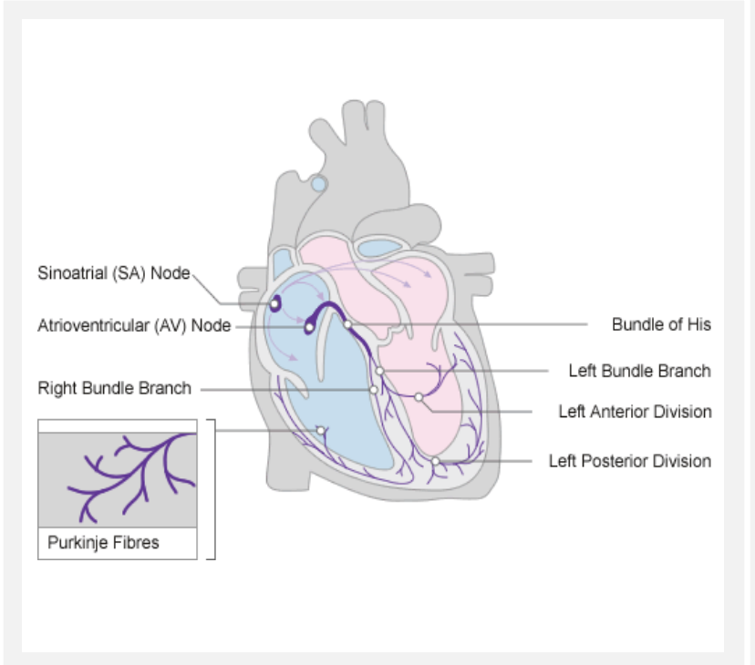 <p>conduct impulses through ventricular wall</p>