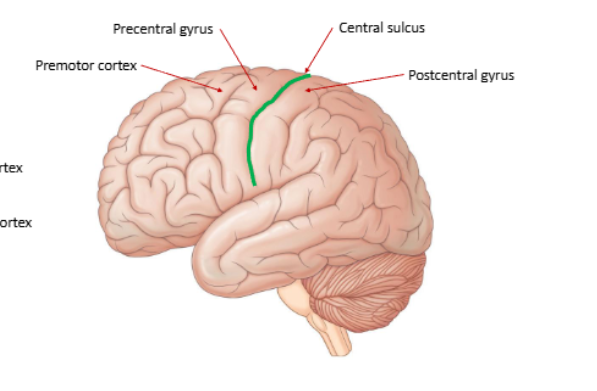 <p>postcentral gyrus is in parietal lobe </p>
