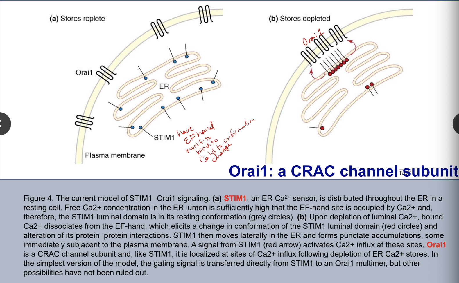 * STIM1 → distributed throughout ER in resting cell and has EF hand motif to bind to Ca to see Ca level for conformational change
  * when Ca in ER lumen is sufficiently high → EF hand site will be occupied by Ca and it will be in resting confirmation
  * if STIM 1 detects Ca depletion → Ca will leave EF hand site (conformational change) → move laterally in ER and accumulate near plasma membrane → signals Orai1 to activate Ca influx to replenish ER lumen Ca levels